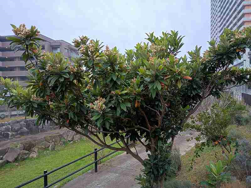 画像を挿入してください